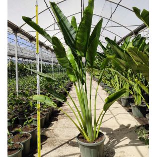 Ravenala madagascariensis (Arbre du voyageur)