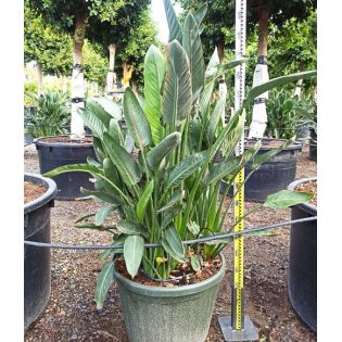 Strelitzia reginae (oiseaux du paradis)