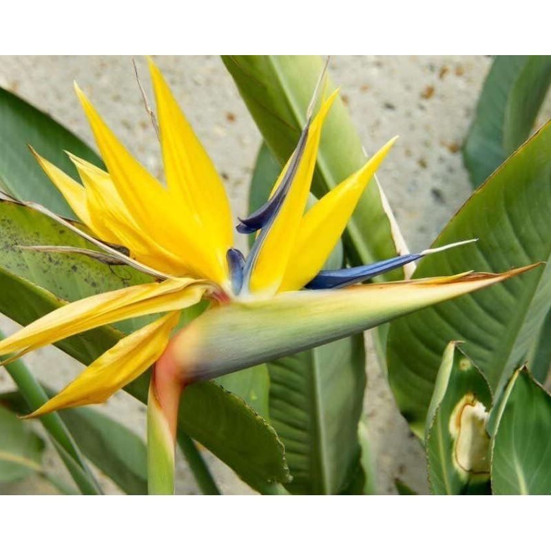 Strelitzia reginae 'Mandelas Gold' (oiseaux du paradis)