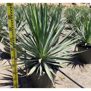 Yucca gloriosa (Dague espagnole)