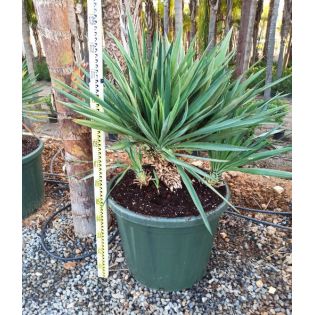 Yucca gloriosa (Dague espagnole)