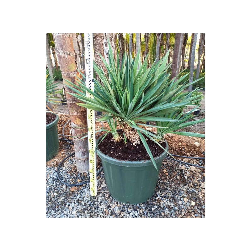 Yucca gloriosa (Dague espagnole)