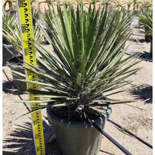 Yucca filamentosa ( Yucca filamenteux )