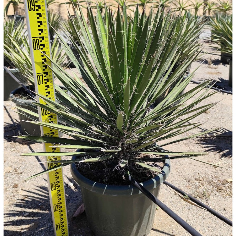 Yucca filifera (Palmier de Saint Pierre)