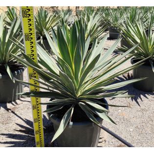 Yucca gloriosa variegata (Dague espagnole)