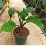 Alocasia 'Low Rider' (Oreille d'éléphant Géant, Taro)