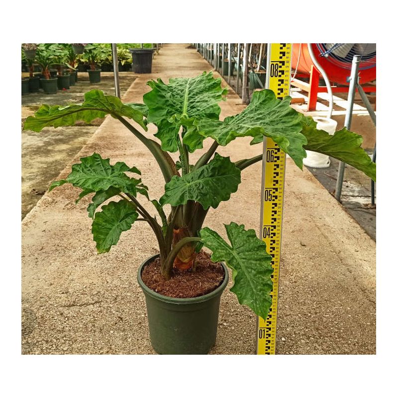 Alocasia 'Low Rider' (Oreille d'éléphant Géant, Taro)