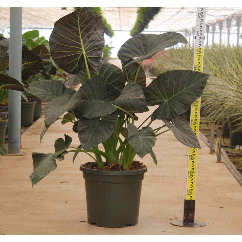 Alocasia 'Regal Shield' (Oreille d'éléphant Géant, Taro)