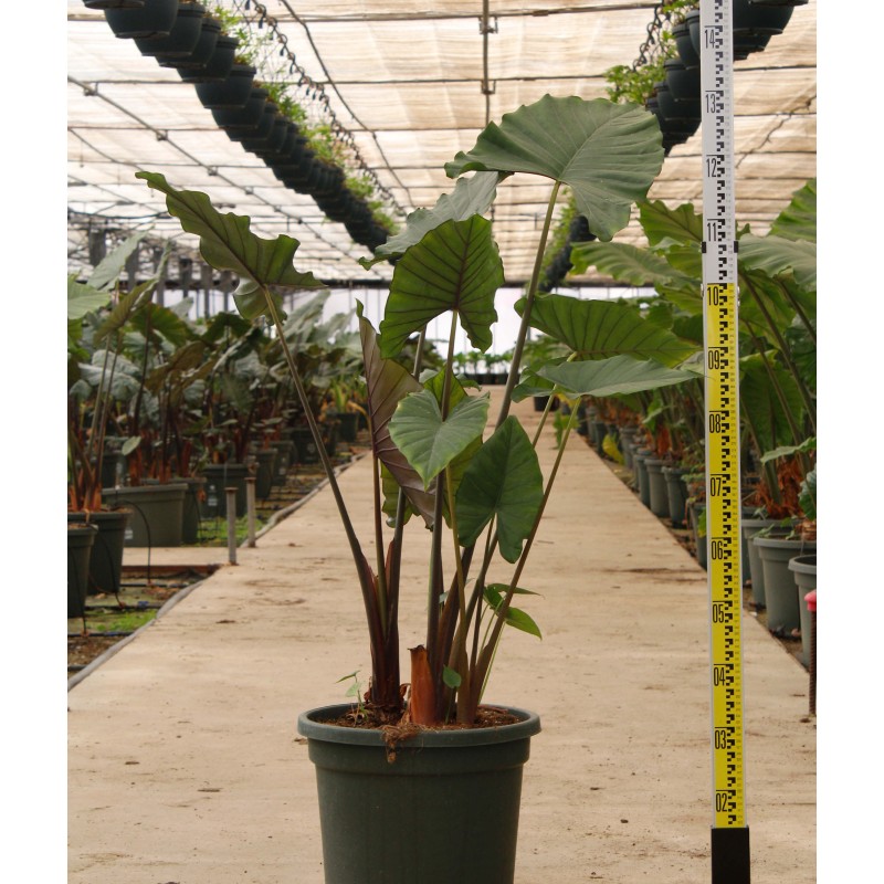 Alocasia 'sumo' (Oreille d'éléphant Géant, Taro) (Oreille d'éléphant Géant, Taro)