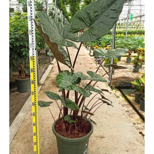 Alocasia 'sumo' (Oreille d'éléphant Géant, Taro) (Oreille d'éléphant Géant, Taro)