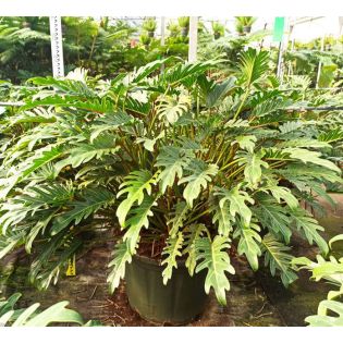 Philodendron xanadu