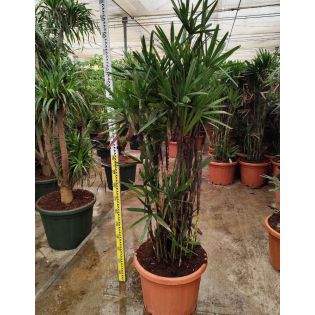 Rhapis excelsa (Palmier bambou )