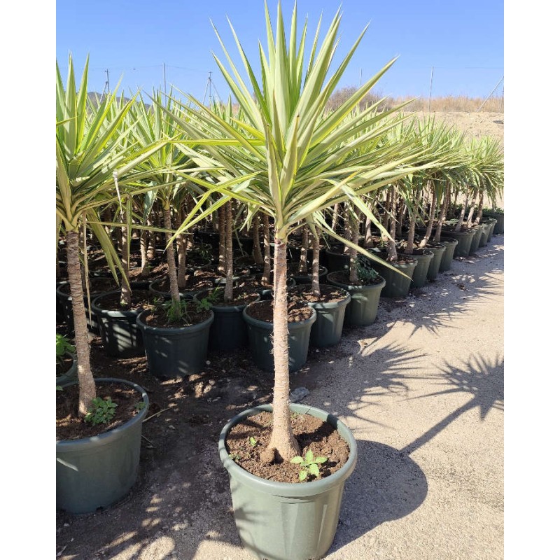 Yucca Elephantipes 'Jewel' (Yucca pied d'éléphant)