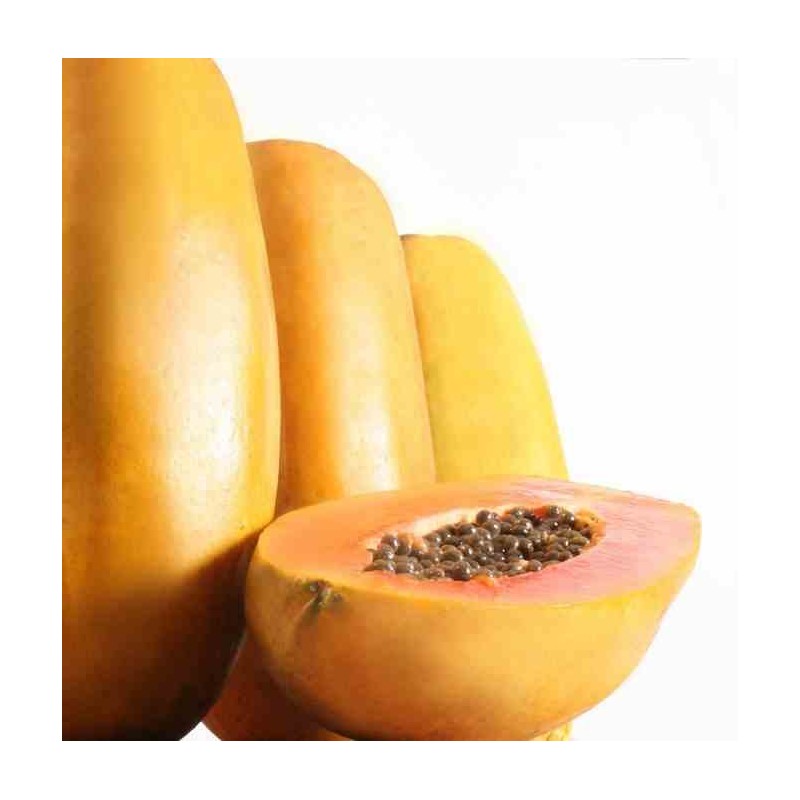 Papayer : Carica papaya var. Intenzza