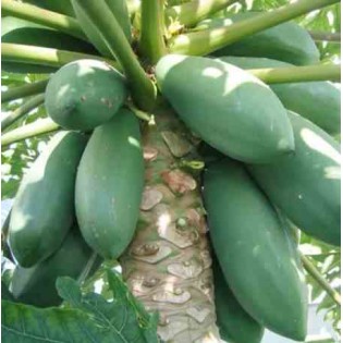 Papayer : Carica papaya var. Maradol