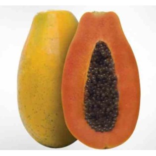Papayer : Carica papaya var. Doux sens
