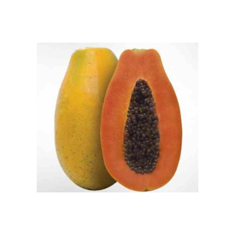 Papayer : Carica papaya var. Sweet Sense