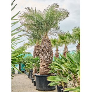 Jubaea chilensis - 650 CM - Autre