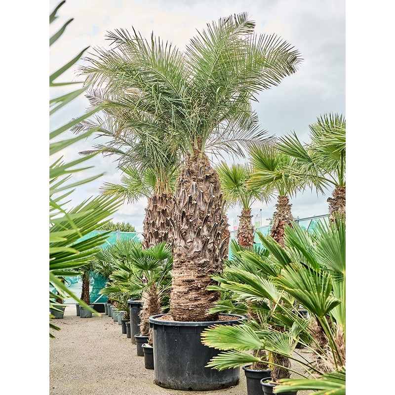 Jubaea chilensis - 650 CM - Autre