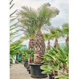 Jubaea chilensis - 650 CM - Autre