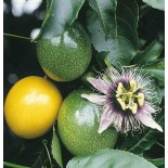 Passiflora edulis (Fruit de la passion (Grenadille))