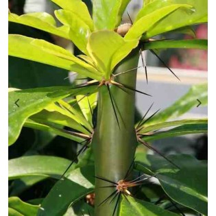 Pereskia grandifolia (Cactus et arbre)