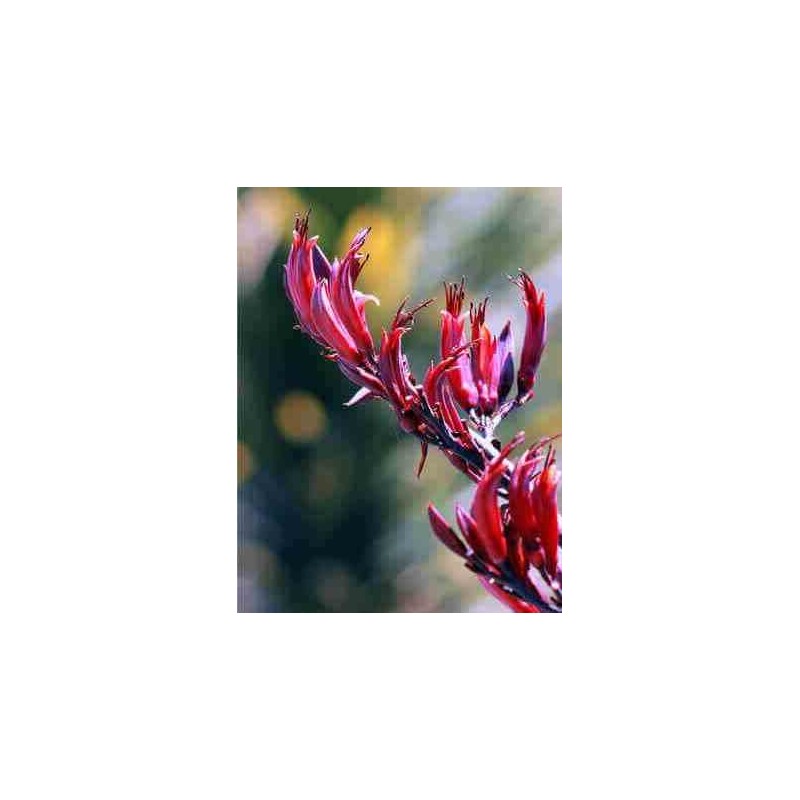 Phormium tenax var. Purpurea (lin de nouvelle-zélande)