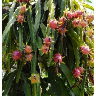 Pitaya : Hylocereus costa rica(Pitaya ou fruit du dragon)