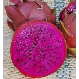Pitaya : Hylocereus H. American Beauty(Pitaya ou fruit du dragon)