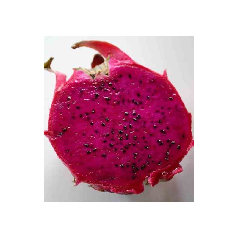 Pitaya : Hylocereus H. costaricensis(Pitaya ou fruit du dragon)