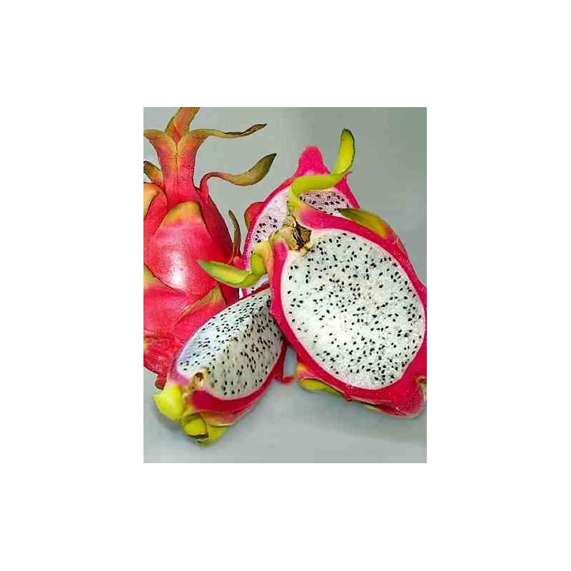Pitaya : Hylocereus undatus(Pitaya ou fruit du dragon)