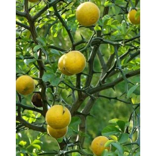 Poncirus trifoliata (citron du nord)