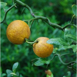Citronnier XXL - Citrus limon - H.150/175cm - en pot de 80L