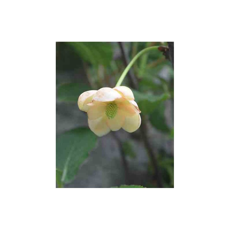 Schisandra grandiflora ( baie aux cing saveurs)