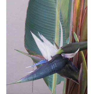 Strelitzia nicolai (Oiseaux du paradis)