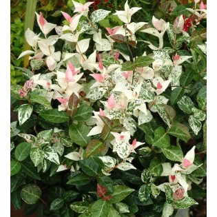 Trachelospermum jasminoides cv. Variegata Tricolor (jasmin étoilé)