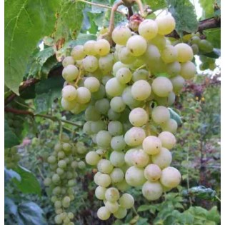 Vigne à raisin blanc (Vitis vinifera Himrot)