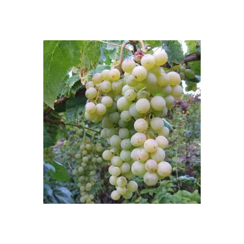 Vigne à raisin blanc (Vitis vinifera Himrot)