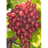Vigne à raisin rouge sans pépins (Vitis Vanessa)