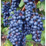 Vigne à raisin rouge (Vitis labrusca Spulga)