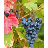 Vigne à raisin (Vitis vinifera) Boskoop Glorie
