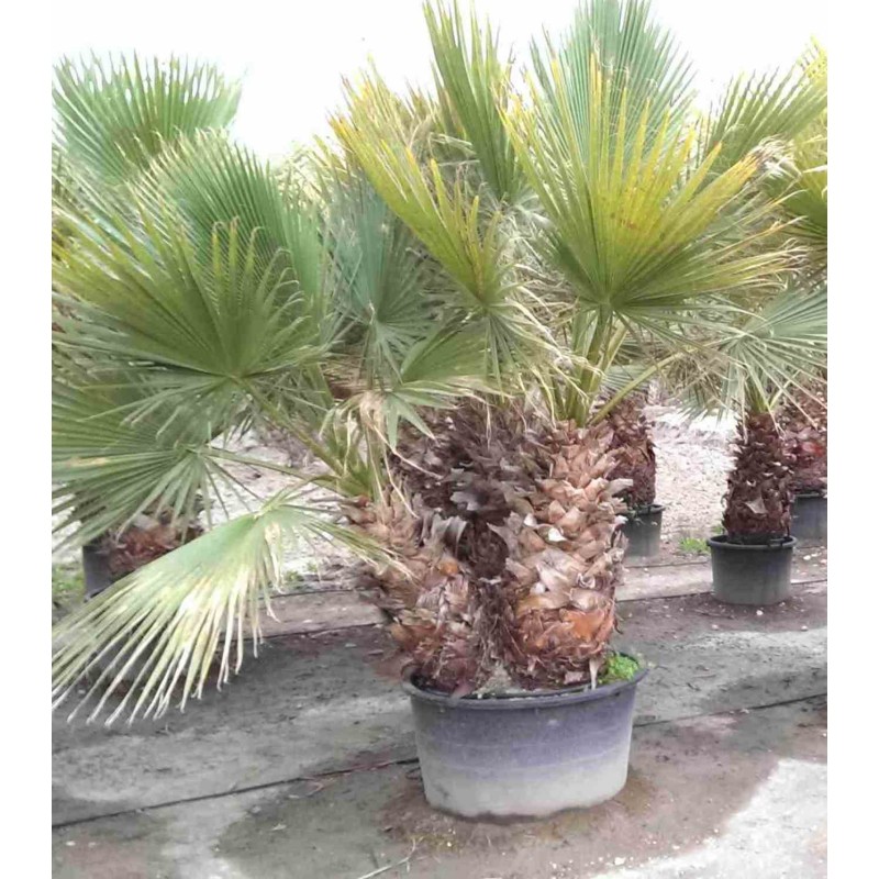 Washingtonia robusta (Palmier éventail)