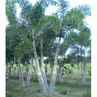 Wodyetia bifurcata (palmier queue de renard)