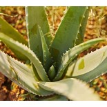Aloe vera (syn. A. barbadensis)
