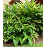 Alpinia zerumbet variegata (Gingembre coquille)