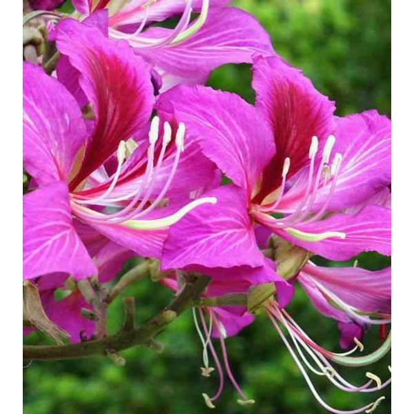 Bauhinia purpurea variegata (Arbre à orchidées