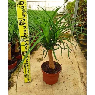 Dracaena Marginata XL - Dragonnier - Plante D'intérieur Verte - Pot 24 Cm, Hauteur 110-130 Cm - Livré En Box Protégée