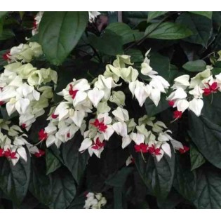 Clerodendrum thomsoniae