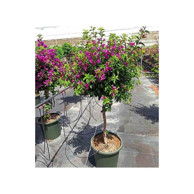 Bougainvillea vera bougainvillier très florifère