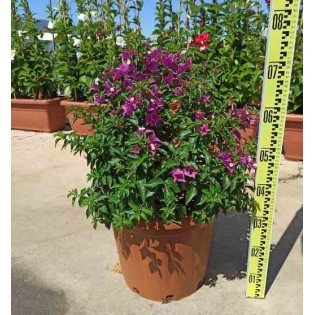 Bougainvillea vera bougainvillier très florifère